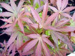 Acer palmatum 'Pixie' — photo 2